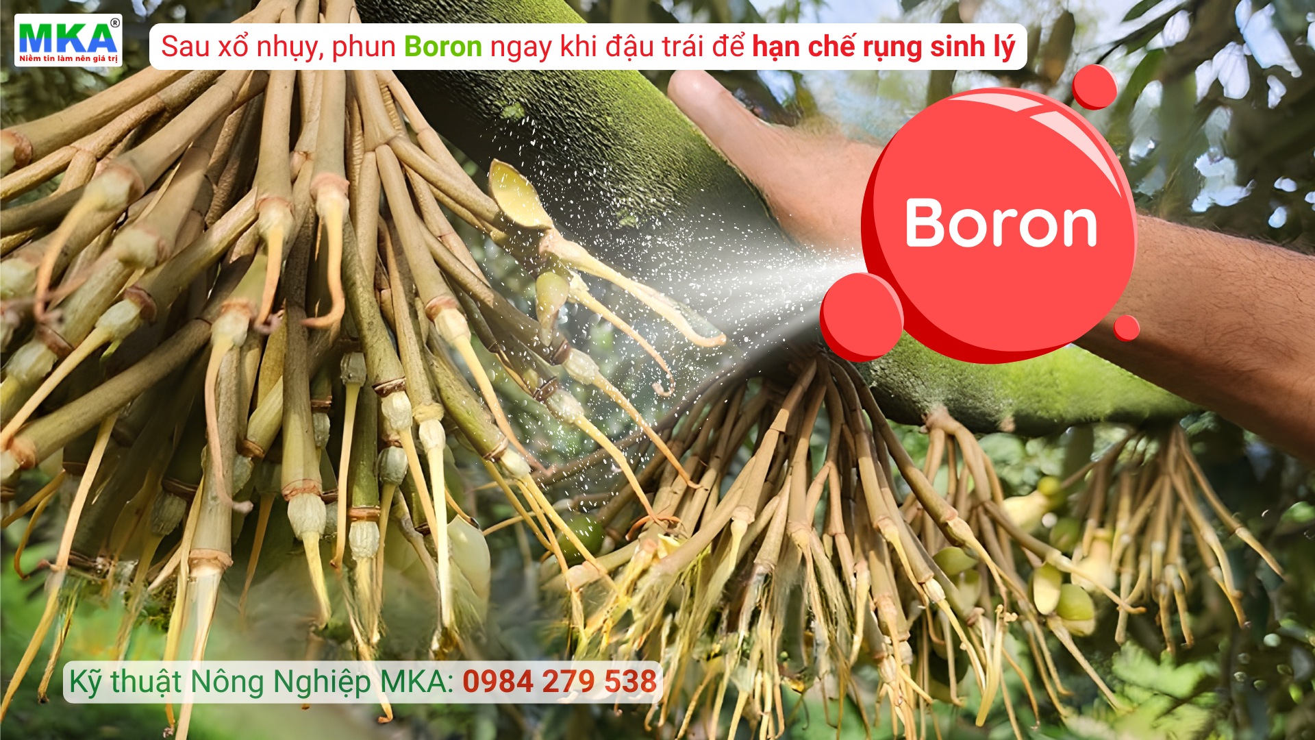  phun Bo ngay khi đậu trái để hạn chế rụng sinh lý